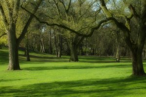 Projectontwikkelaar had bomen niet mogen kappen
