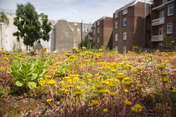 Rijswijk en Bloemendaal groenste stad en dorp van Nederland