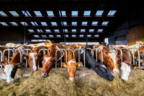Stikstofminister: onderhandelingen lopen met grootste vervuilers