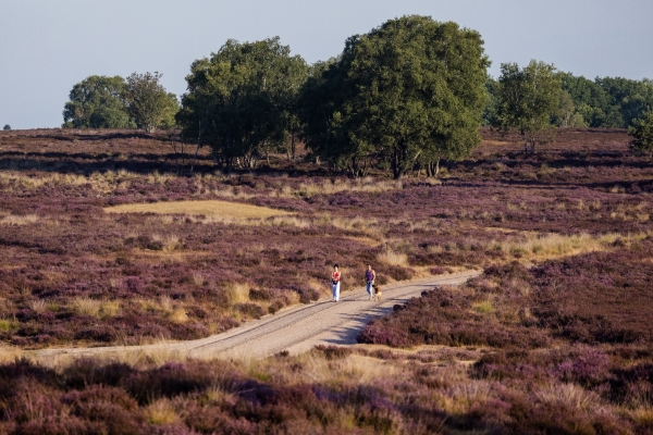 Halve kilometer rondom Veluwe streng stikstofbeleid